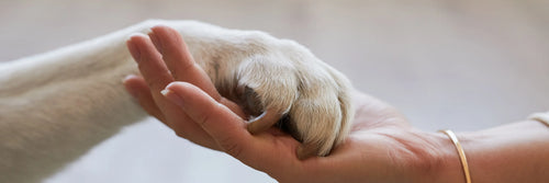 Dónde denunciar maltrato animal en Chile 2026: guía completa